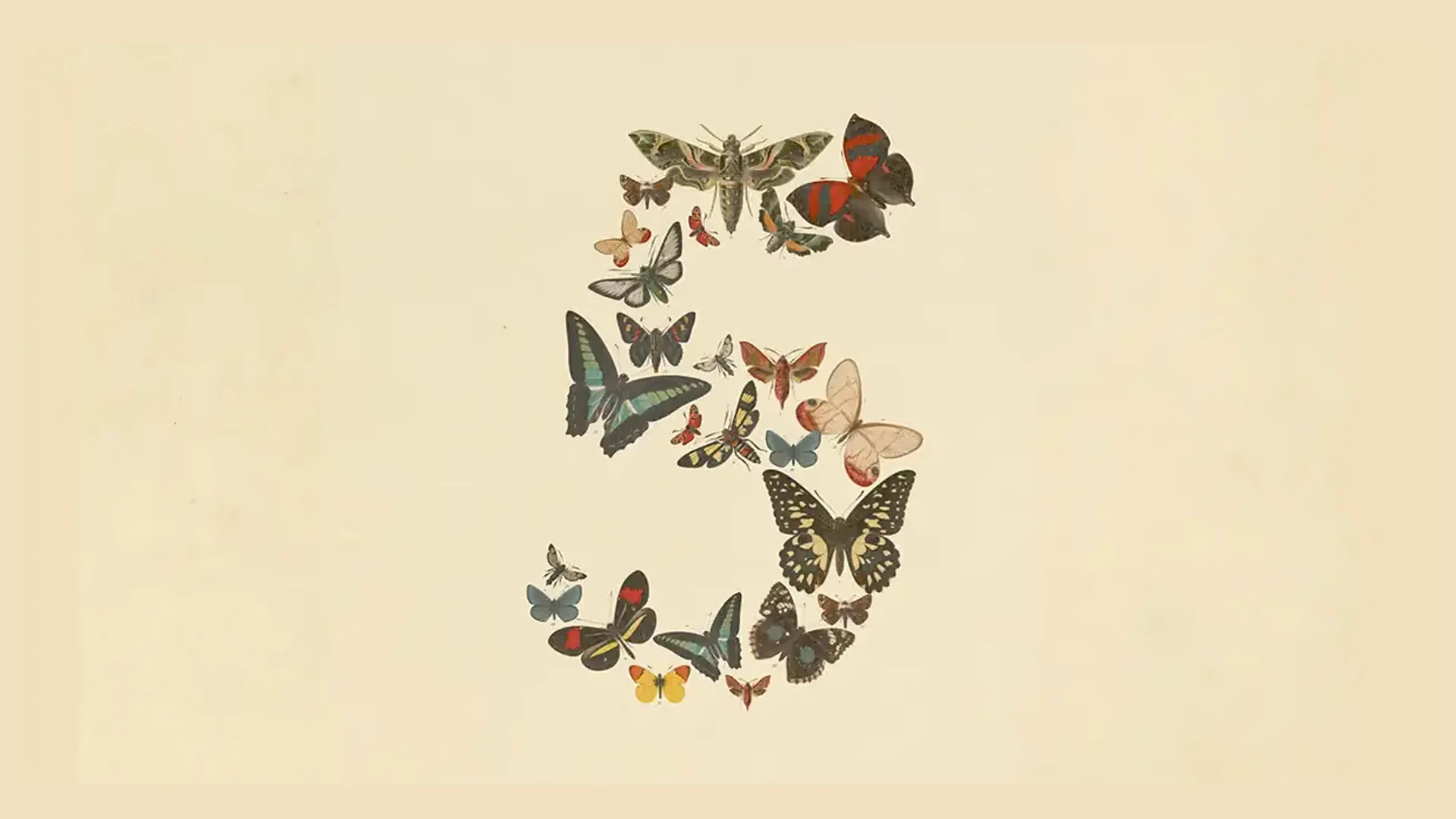 Dozens of vintage engraved butterflies and moths in red, teal, black, cream and yellow arranged on aged paper into one large sweeping curve that doubles back on itself.